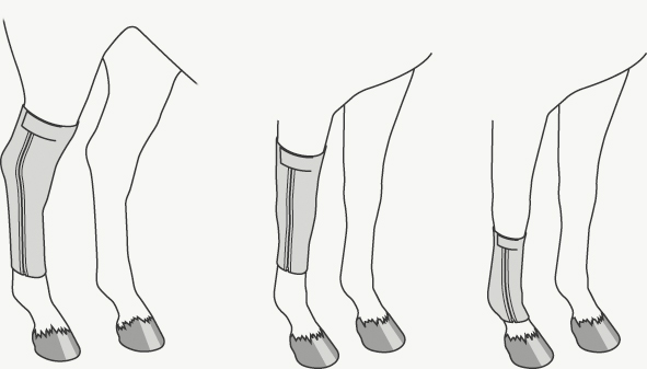 Pressage Hock Knee and Fetlock range